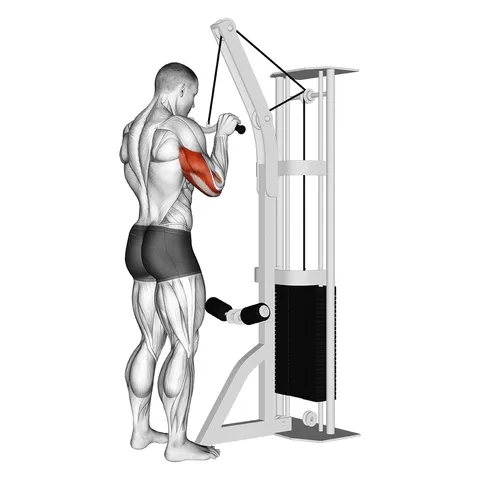 Triceps Pushdown