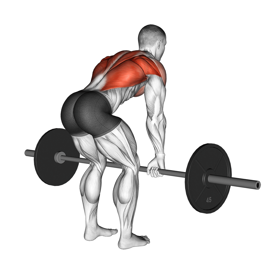 Rowing barre buste penché