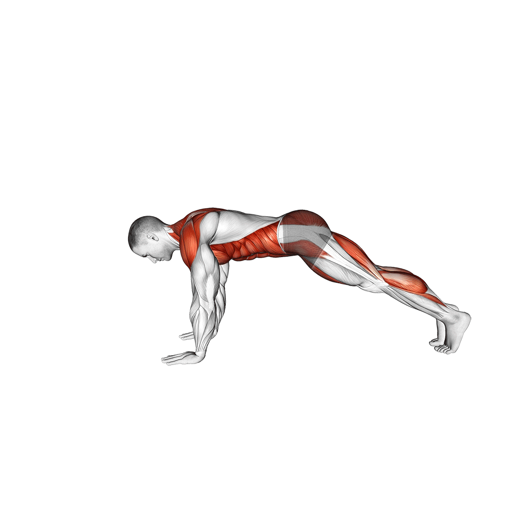 Planche bird dog